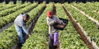 Los productores agrícolas aumentaron en 80% producción de cultivos Los productores agrícolas aumentaron en 80% producción de cultivos