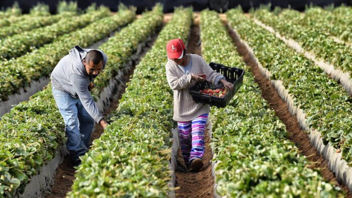 Los productores agrícolas aumentaron en 80% producción de cultivos