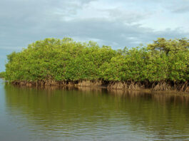 Minam impulsa diagnóstico nacional para conservar los ecosistemas de manglar en el Perú Minam impulsa diagnóstico nacional para conservar los ecosistemas de manglar en el Perú