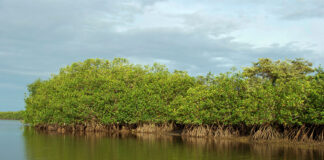 Minam impulsa diagnóstico nacional para conservar los ecosistemas de manglar en el Perú Minam impulsa diagnóstico nacional para conservar los ecosistemas de manglar en el Perú
