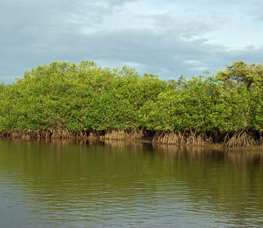 Minam impulsa diagnóstico nacional para conservar los ecosistemas de manglar en el Perú Minam impulsa diagnóstico nacional para conservar los ecosistemas de manglar en el Perú