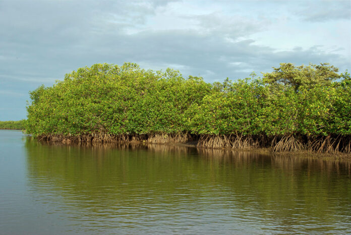 Minam impulsa diagnóstico nacional para conservar los ecosistemas de manglar en el Perú