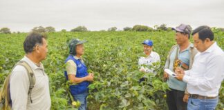DRAP entrega insumos agrícolas para más de 100 hectáreas de algodón Pima en San Cristo DRAP entrega insumos agrícolas para más de 100 hectáreas de algodón Pima en San Cristo
