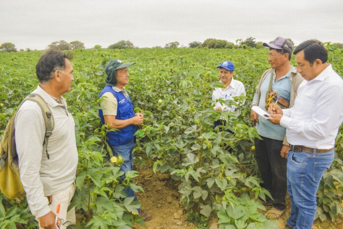 DRAP entrega insumos agrícolas para más de 100 hectáreas de algodón Pima en San Cristo