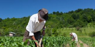 Congreso aprueba dictamen a favor de bonos de la Reforma Agraria Congreso aprueba dictamen a favor de bonos de la Reforma Agraria