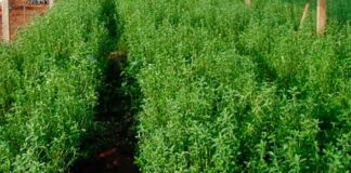 Los productores de Lancones comenzaron la siembra de una parcela piloto de stevia Los productores de Lancones comenzaron la siembra de una parcela piloto de stevia