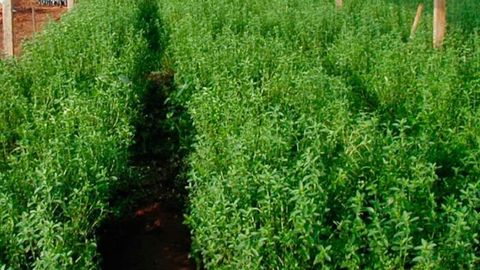 Los productores de Lancones comenzaron la siembra de una parcela piloto de stevia