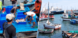 Pescadores de San Pablo inician formalización con curso de marinero artesanal en Piura Pescadores de San Pablo inician formalización con curso de marinero artesanal en Piura