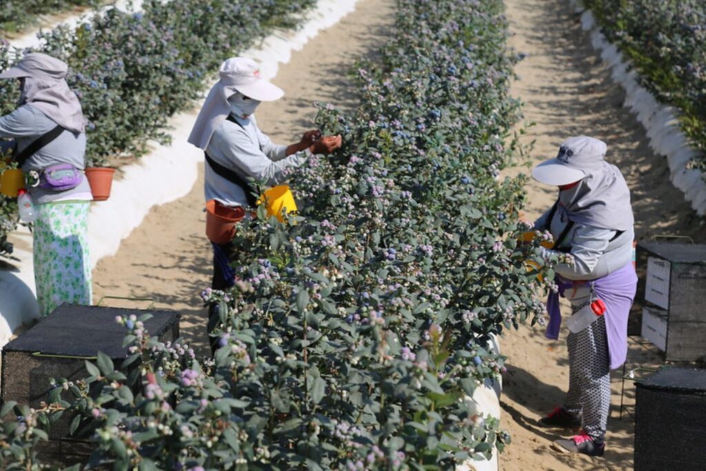 Perú superaría a Chile en agroexportaciones en 2025