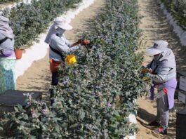 Perú superaría a Chile en agroexportaciones en 2025 Perú superaría a Chile en agroexportaciones en 2025