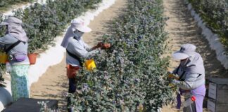Perú superaría a Chile en agroexportaciones en 2025 Perú superaría a Chile en agroexportaciones en 2025