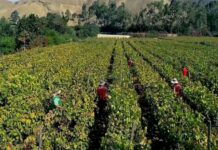 Perú proyecta crecimiento de 5.4% en siembras para la campaña agrícola 2025/2026 Perú proyecta crecimiento de 5.4% en siembras para la campaña agrícola 2025/2026