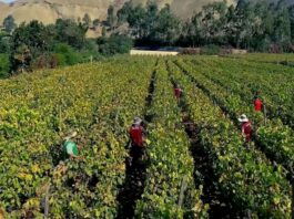 Perú proyecta crecimiento de 5.4% en siembras para la campaña agrícola 2025/2026 Perú proyecta crecimiento de 5.4% en siembras para la campaña agrícola 2025/2026