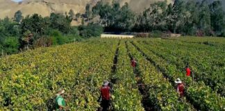 Perú proyecta crecimiento de 5.4% en siembras para la campaña agrícola 2025/2026 Perú proyecta crecimiento de 5.4% en siembras para la campaña agrícola 2025/2026