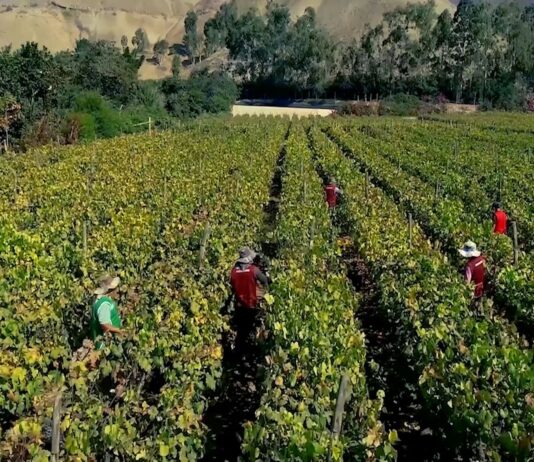 Perú proyecta crecimiento de 5.4% en siembras para la campaña agrícola 2025/2026 Perú proyecta crecimiento de 5.4% en siembras para la campaña agrícola 2025/2026