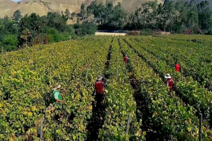 Perú proyecta crecimiento de 5.4% en siembras para la campaña agrícola 2025/2026