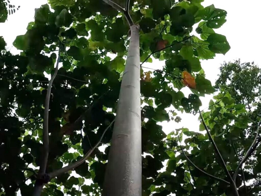 Midagri impulsa plantaciones forestales comerciales para aumentar producción de madera en Perú