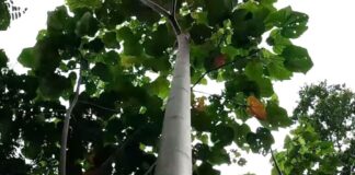 Midagri impulsa plantaciones forestales comerciales para aumentar producción de madera en Perú Midagri impulsa plantaciones forestales comerciales para aumentar producción de madera en Perú