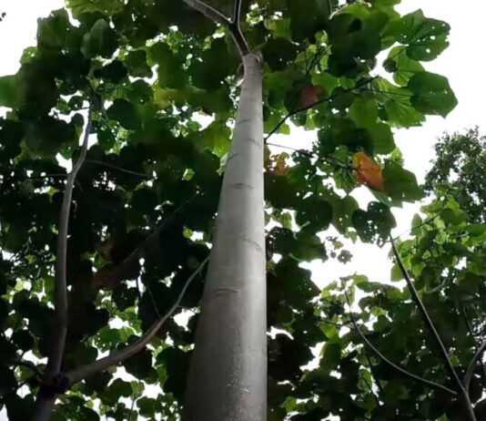 Midagri impulsa plantaciones forestales comerciales para aumentar producción de madera en Perú Midagri impulsa plantaciones forestales comerciales para aumentar producción de madera en Perú