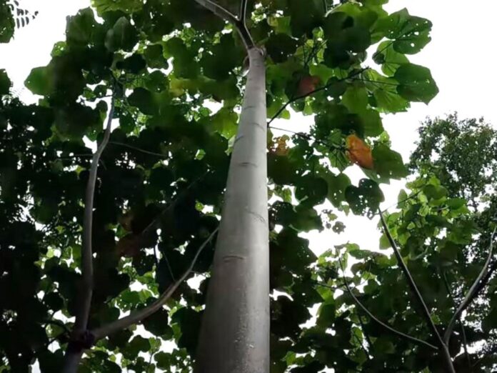 Midagri impulsa plantaciones forestales comerciales para aumentar producción de madera en Perú