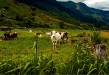 Piura recibirá a expertos de Nueva Zelanda en encuentro sobre ganadería sostenible Piura recibirá a expertos de Nueva Zelanda en encuentro sobre ganadería sostenible