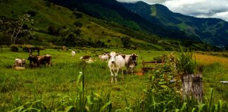 Piura recibirá a expertos de Nueva Zelanda en encuentro sobre ganadería sostenible Piura recibirá a expertos de Nueva Zelanda en encuentro sobre ganadería sostenible