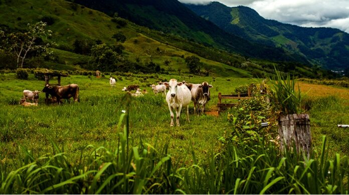 Piura recibirá a expertos de Nueva Zelanda en encuentro sobre ganadería sostenible