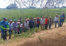 Productores de Catacaos reciben capacitación para cosecha y venta de algodón Pima Productores de Catacaos reciben capacitación para cosecha y venta de algodón Pima