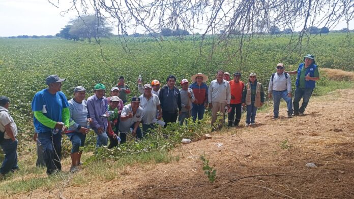 Productores de Catacaos reciben capacitación para cosecha y venta de algodón Pima