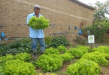 Proyecto de biohuertos en Morropón fortalece seguridad alimentaria y beneficia a familias e instituciones Proyecto de biohuertos en Morropón fortalece seguridad alimentaria y beneficia a familias e instituciones