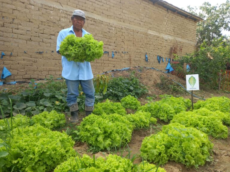 Proyecto de biohuertos en Morropón fortalece seguridad alimentaria y beneficia a familias e instituciones