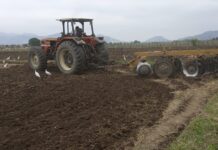 Piura: 200 agricultores impulsan producción de frijol loctao para exportación