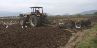 Piura: 200 agricultores impulsan producción de frijol loctao para exportación