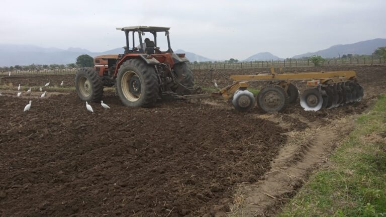 Piura: 200 agricultores impulsan producción de frijol loctao para exportación