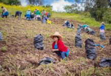 Proyecto de papa en Piura beneficiará a más de 3 mil familias productoras Proyecto de papa en Piura beneficiará a más de 3 mil familias productoras