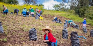 Proyecto de papa en Piura beneficiará a más de 3 mil familias productoras Proyecto de papa en Piura beneficiará a más de 3 mil familias productoras