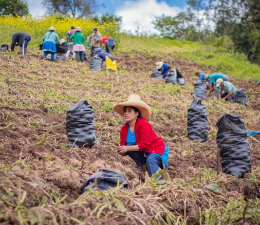 Proyecto de papa en Piura beneficiará a más de 3 mil familias productoras Proyecto de papa en Piura beneficiará a más de 3 mil familias productoras