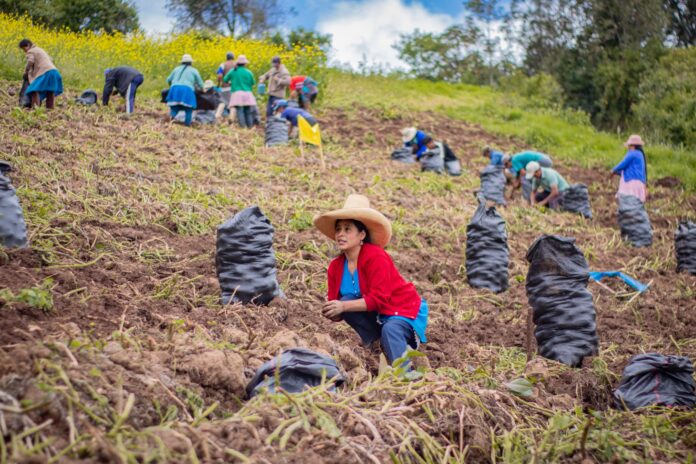 Proyecto de papa en Piura beneficiará a más de 3 mil familias productoras