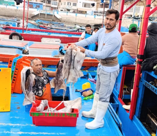PRODUCE: Pesca de pota se reinicia desde el 25 de agosto PRODUCE: Pesca de pota se reinicia desde el 25 de agosto