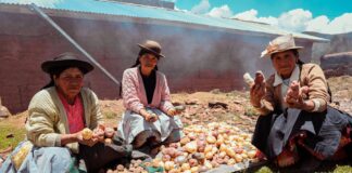 Productores de Huánuco venderán casi 3000 toneladas de papa a empresa de snacks Inka Crops Productores de Huánuco venderán casi 3000 toneladas de papa a empresa de snacks Inka Crops