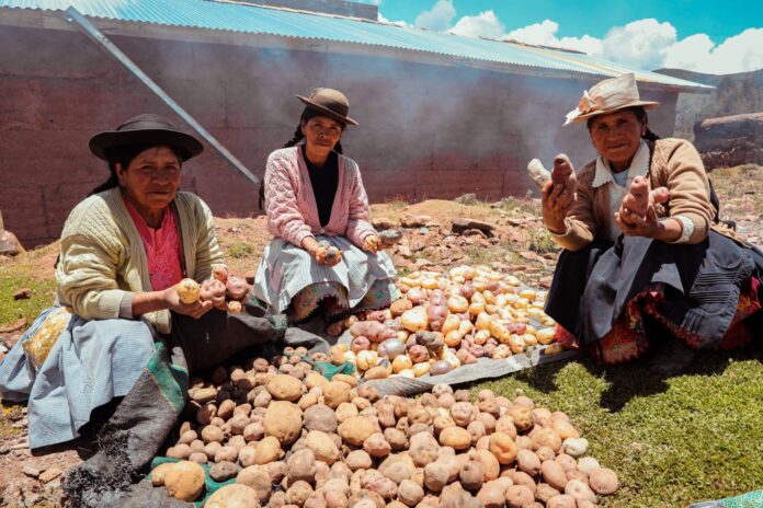Productores de Huánuco venderán casi 3000 toneladas de papa a empresa de snacks Inka Crops