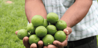 Canasta familiar afectada: el precio del limón en Perú podría superar los S/ 10 por kilo Canasta familiar afectada: el precio del limón en Perú podría superar los S/ 10 por kilo