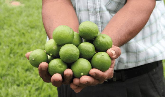 Canasta familiar afectada: el precio del limón en Perú podría superar los S/ 10 por kilo