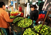 MIDAGRI: Precios del limón responden a factores estacionales que son temporales MIDAGRI: Precios del limón responden a factores estacionales que son temporales