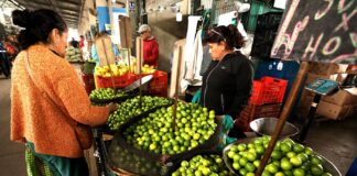 Precio del limón en Piura se triplica por baja producción estacional MIDAGRI: Precios del limón responden a factores estacionales que son temporales
