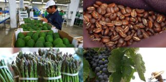 Impulsan exportaciones agropecuarias peruanas en Japón Impulsan exportaciones agropecuarias peruanas en Japón