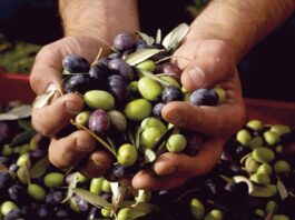 Exportaciones de aceituna peruana crecieron 155 % en junio de 2025 Exportaciones de aceituna peruana crecieron 155 % en junio de 2025
