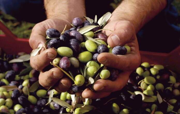 Exportaciones de aceituna peruana crecieron 155 % en junio de 2025