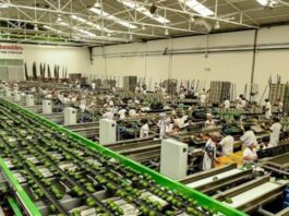 Empresas agroexportadoras del Perú consolidan su liderazgo global con productos estrella Empresas agroexportadoras del Perú consolidan su liderazgo global con productos estrella