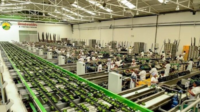 Empresas agroexportadoras del Perú consolidan su liderazgo global con productos estrella